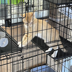 Meet your Posher, Yousef